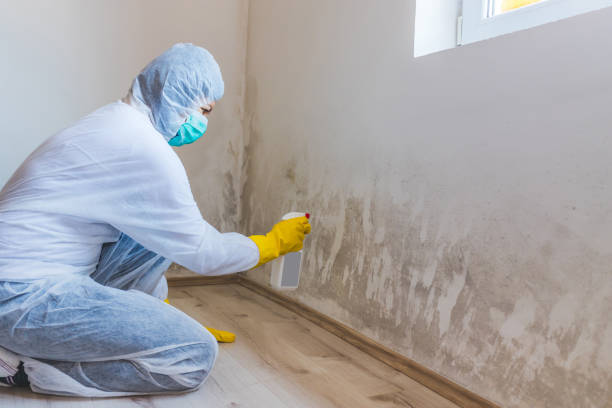 Licensed Black Mold Removal service in Woodbine, MD - WQB Mold Removal