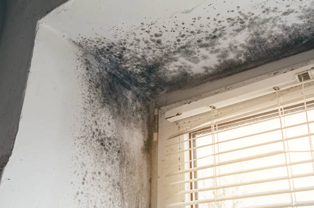 Affordable Black Mold Removal solutions in Woodbine, MD