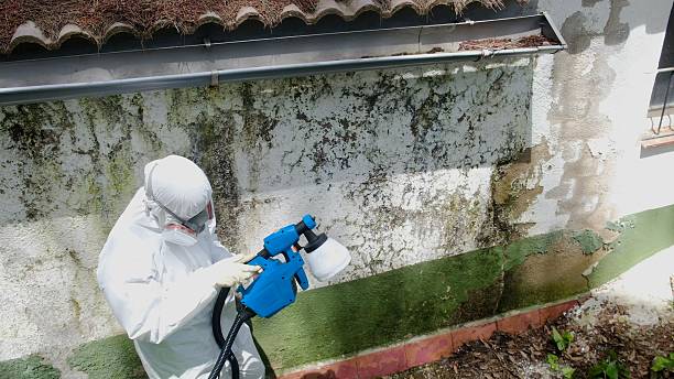 Top rated local Black Mold Removal specialists in Woodbine, MD